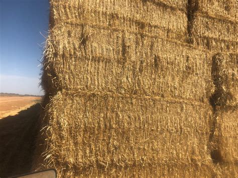 Barley Straw 8x4x3 Bales Hay And Fodder Straw For Sale