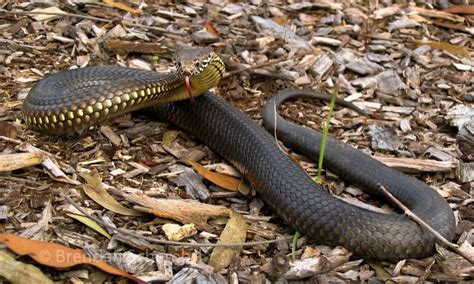 10 Of The Most Dangerous Animals In Australia
