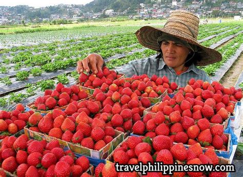 What You Should Expect On Your Trip To Baguio Strawberry Farm Travel
