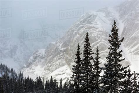 Snow Covered Evergreen Trees With A Snowy Mountain