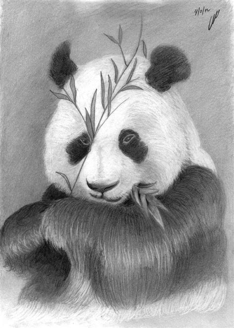 Items Similar To Panda Pencil Drawing On Etsy