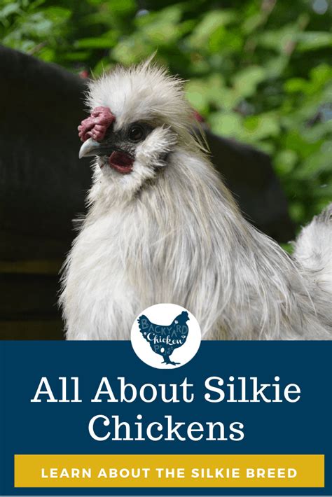 Breed Spotlight The Silkie Chicken Backyard Chicken Project