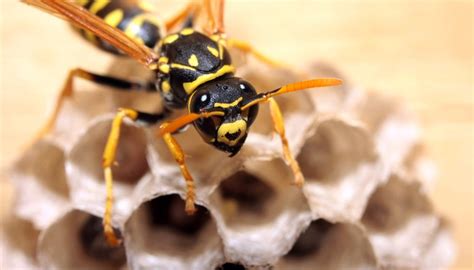 How To Identify Hornets And Wasps In Tennessee Sciencing