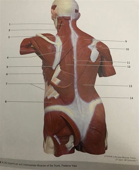 Posterior Trunk Muscles Labeled Awesomebackgroundsfor Vrogue Co