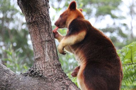 Baby Tree Kangaroo Joey 10 Pics