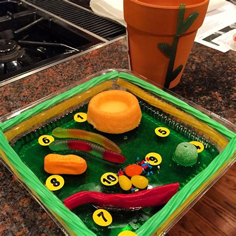 The Plant Cell Model 100 Percent Edible Cell Model Plant Cell