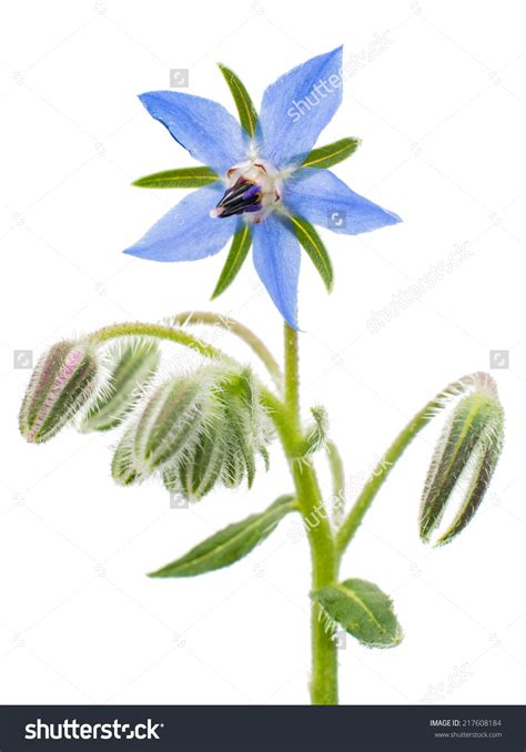 It is native to the mediterranean region, and has naturalized in many other locales. Borage clipart 20 free Cliparts | Download images on ...