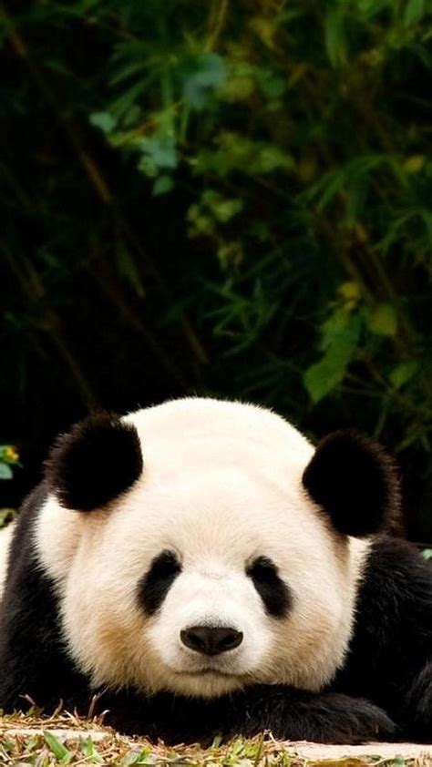 Giant Pandas Wallpapers Wallpaper Cave
