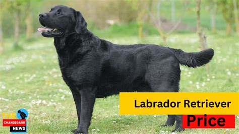 Labrador Retriever Price In India And Usa
