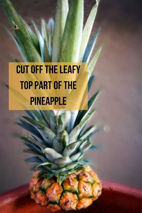 How To Plant And Grow Pineapple Top In 4 Easy Steps With