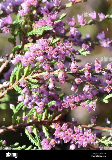 Purple Flowers On Common Heather Calluna Vulgaris Stock Photo Alamy