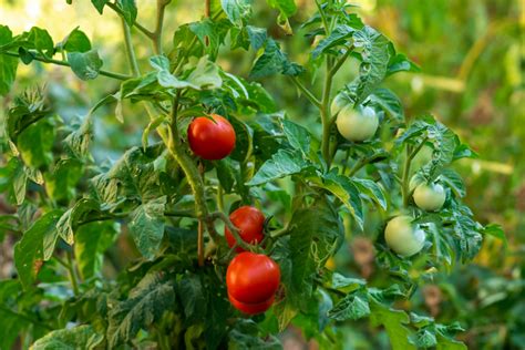 10 Companion Herbs For Tomato Gardens