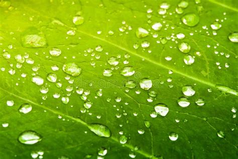 Lush Green Leaf With Water Droplets Natural Fresh Background Stock