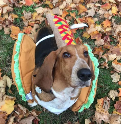 40 Funny Basset Hounds In Halloween Costumes Page 11 The Paws