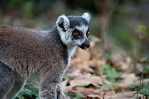 Ring Tailed Lemur Zoo Free Stock Photo Public Domain Pictures