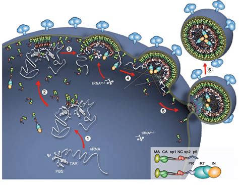 Assembly And Budding Of Hiv Particles Early And Specific Recognition