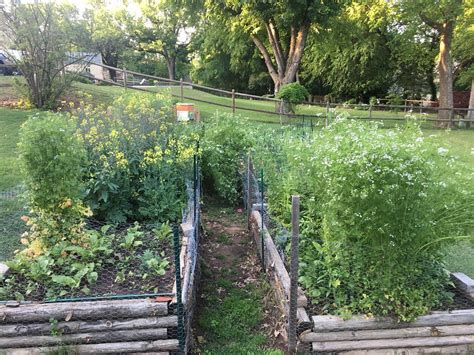 We have more than our fair share of experience dealing with an overgrown garden that has become completely filled with weeds. Overgrown Vegetable Garden | cilantro, kale and spinach ...