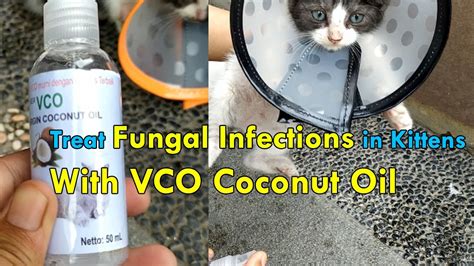 Cat Fungal Infection Skin Treatment Youtube