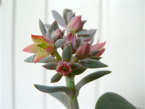 Free Picture Succulent Flower