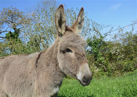 Donkey Hiking Calm Free Stock Photo Public Domain Pictures
