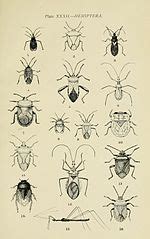 In november 1978 adults of two predatory pentatomid bugs cermatulus nasalis. Category:Cermatulus nasalis - Wikimedia Commons