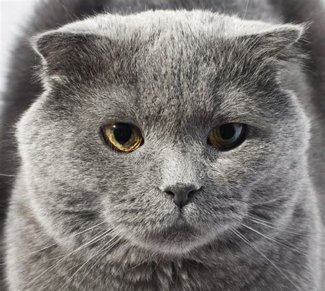 Cute Beautiful Grey Cat Stock Image Image Of Gray Kitten 22560647