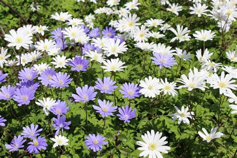 Anemone Blanda Grecian Windflower