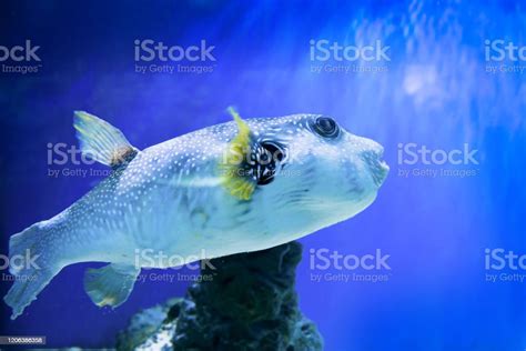 Fugu Fish As Nature Underwater Sea Life Stock Photo Download Image
