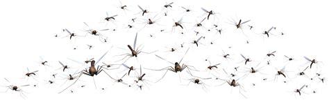 Mosquito Png Transparent Images Pictures Photos