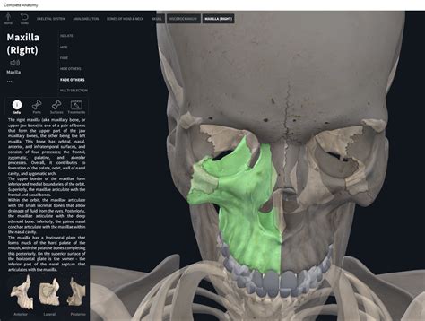 Upper Jaw Anatomy