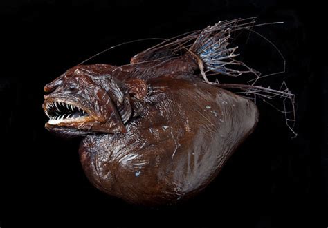 Anglerfish Alchetron The Free Social Encyclopedia