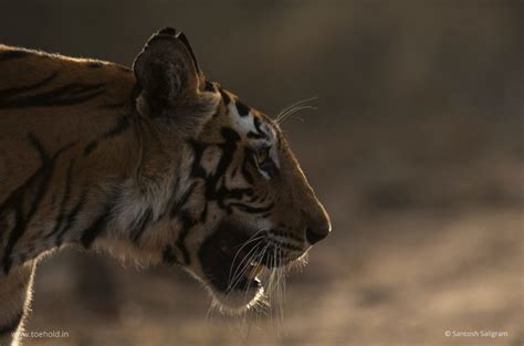 Tigers Of Bandhavgarh Banbehi Toehold Travel Photography