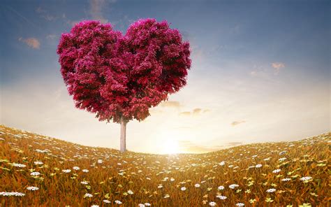 Love Heart Tree Hd Love 4k Wallpapers Images Backgrounds Photos
