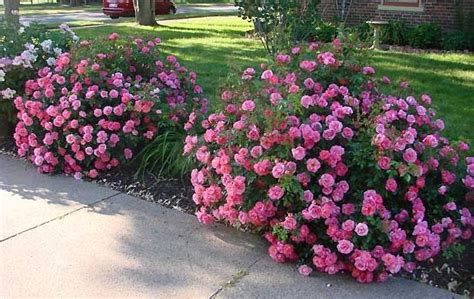 Favorite Easy Elegance Rose Roses Forum Gardenweb Fragrant Roses