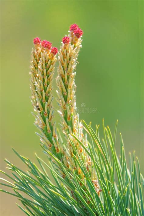 Chinese Red Pine Stock Image Image Of Plant Tender 183248243