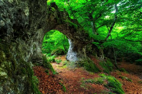 Wallpaper Landscape Leaves Nature Moss Green Cave Wilderness