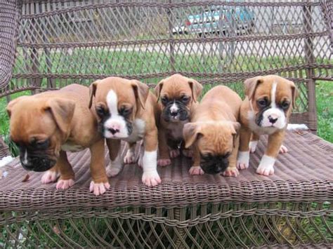 Please contact the breeders below to find boxer puppies for sale in wisconsin mypride kennel and grooming center have served the central wisconsin area for over 25 years, prov. CKC boxer puppies for Sale in Canton, Wisconsin Classified ...