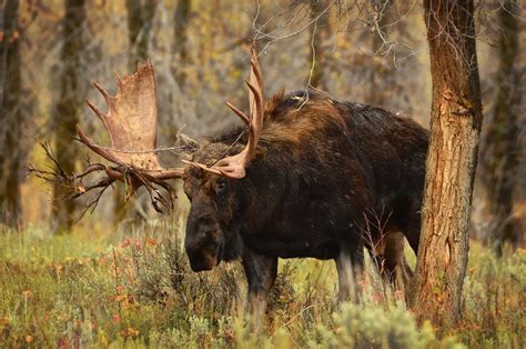 Moose Trunk Tree Horns Grass Animals Elk Deer Wallpapers Hd