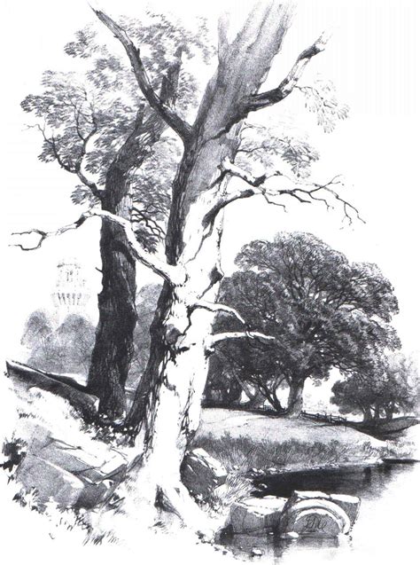 Harding - Drawing Trees and Nature - Joshua Nava Arts