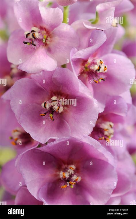 Verbascum Sugar Plum Mullein Close Up Of Purple Flowers And Stamen