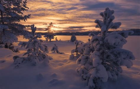 Wallpaper Winter Snow Trees Sunset Norway The Snow Norway For