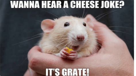 Top 10 Hamster Meme Images Imagesee