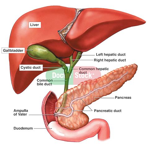 Liver Bile Ducts Gallbladder Pancreas And Small Intestine With My Xxx