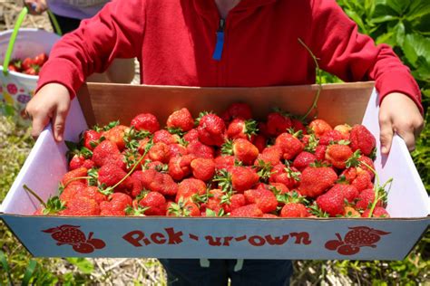 Blooms And Berries Strawberry Fields Are Opening This Weekend