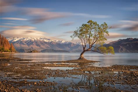 Lake Wanaka New Zealand Tree Autumn Wallpapers Hd