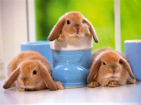 Wallpapers Funny Rabbit Wallpapers