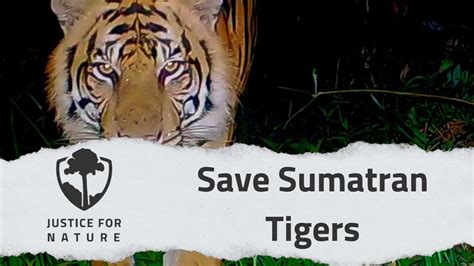 Save Sumatran Tigers Youtube
