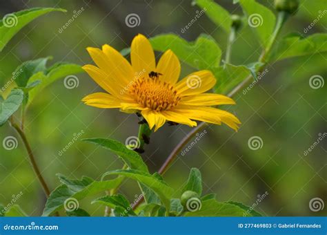 Mexican Sunflower Weed Tithonia Diversifolia Stock Image Image Of