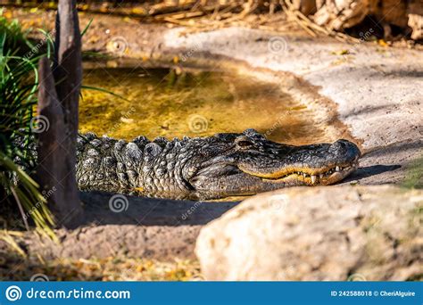 A Large American Alligator In Tucson Arizona Editorial Stock Photo