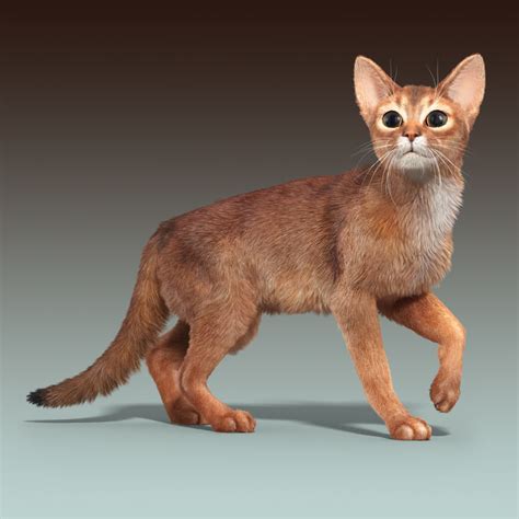 Read more about enhanced license tiers, or contact us at enterprise@turbosquid.com. 3d model abyssinian cat 2 fur
